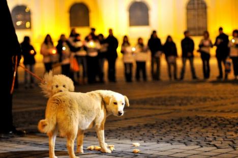 Şocant: Câini omorâţi în "vânători" cu maşina, la Brăila (VIDEO)